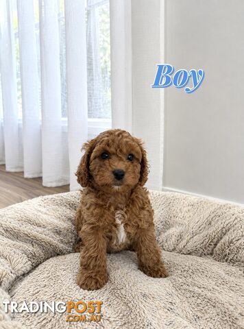 Cavoodle Puppies