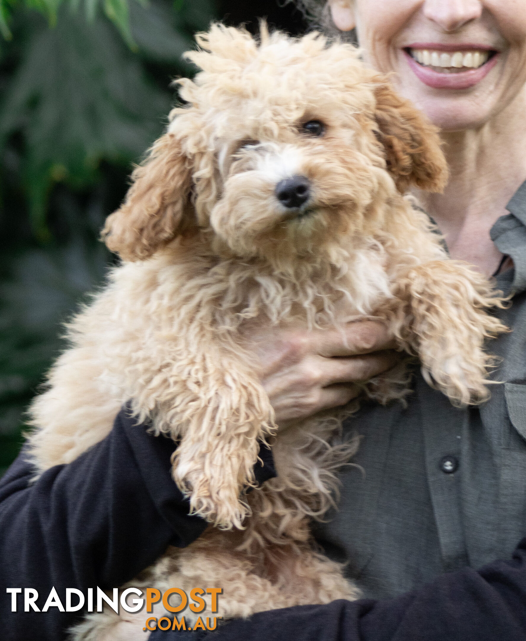 Second generation Mini Schnoodle puppies available now. Last ones left.  :)