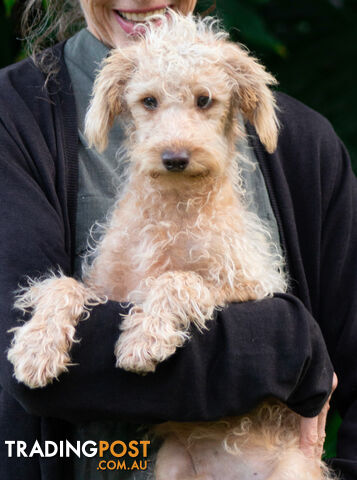 Second generation Mini Schnoodle puppies available now. Last ones left.  :)