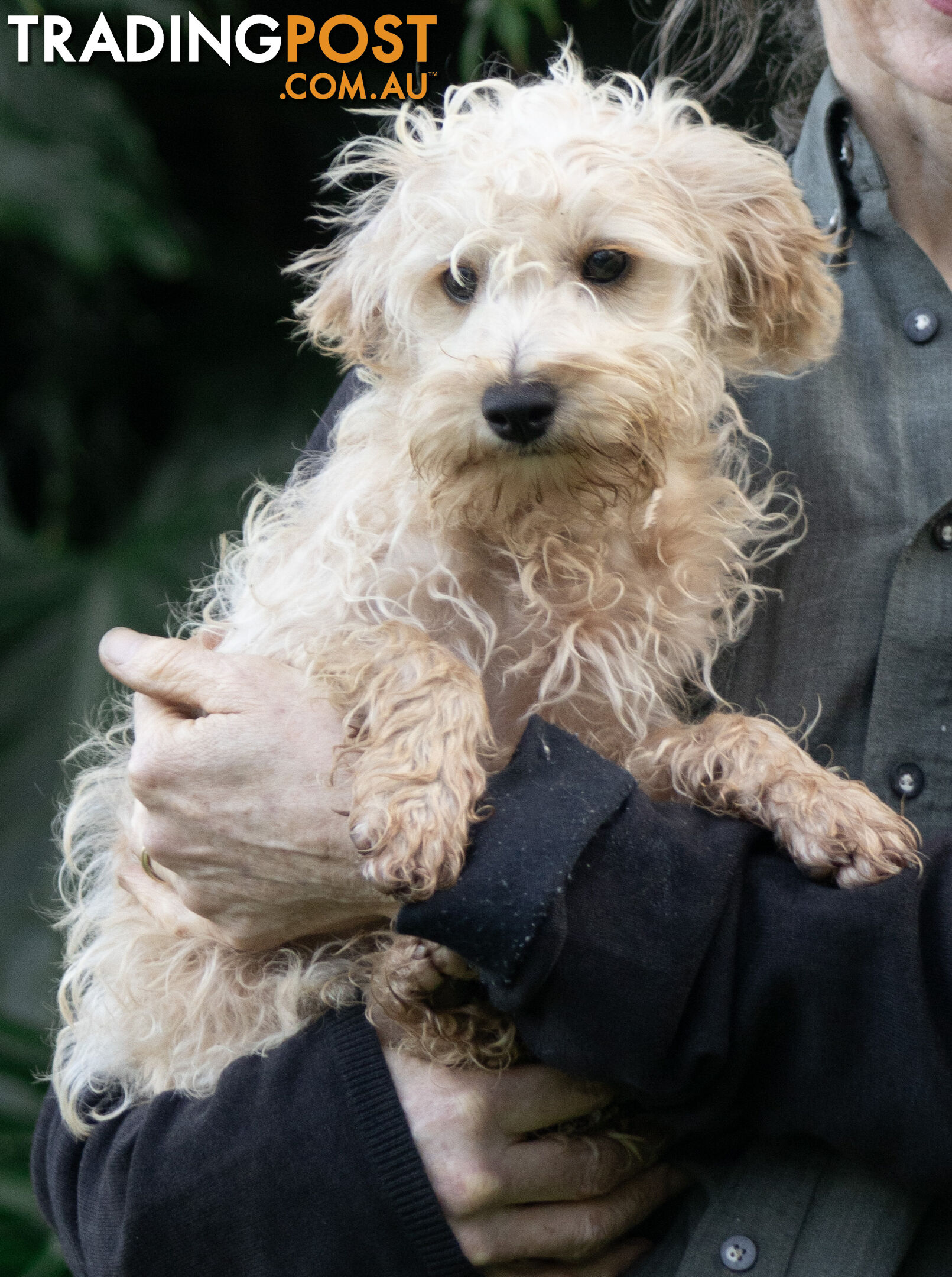 Second generation Mini Schnoodle puppies available now. Last ones left.  :)