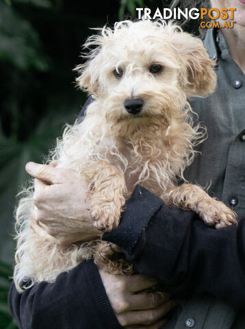 Second generation Mini Schnoodle puppies available now. Last ones left.  :)