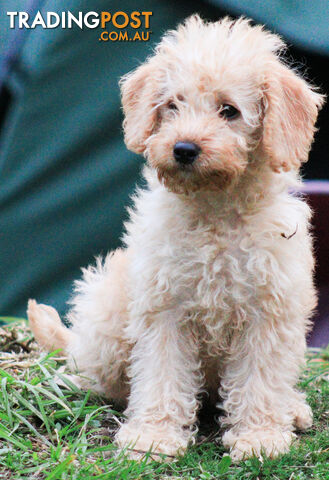 Second generation Mini Schnoodle puppies available now. Last ones left.  :)