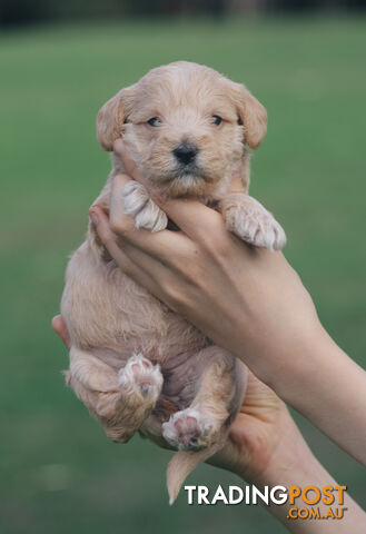 Second generation Mini Schnoodle puppies available now.