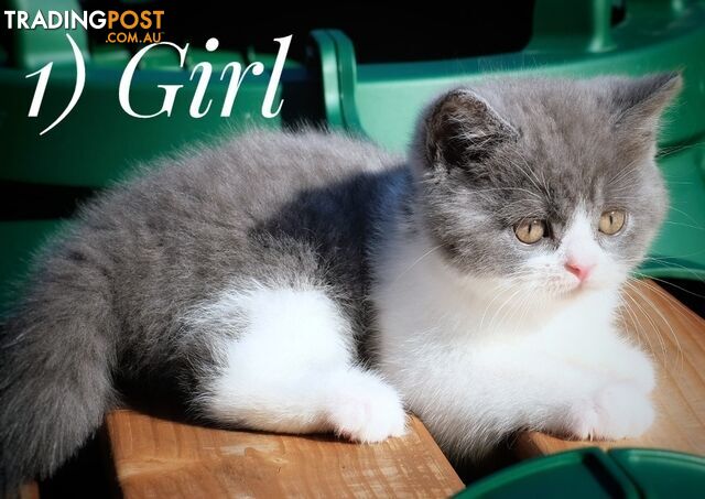 British Shorthair kittens