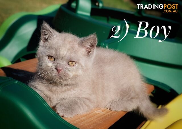 British Shorthair kittens