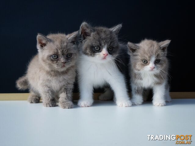 British Shorthair kittens