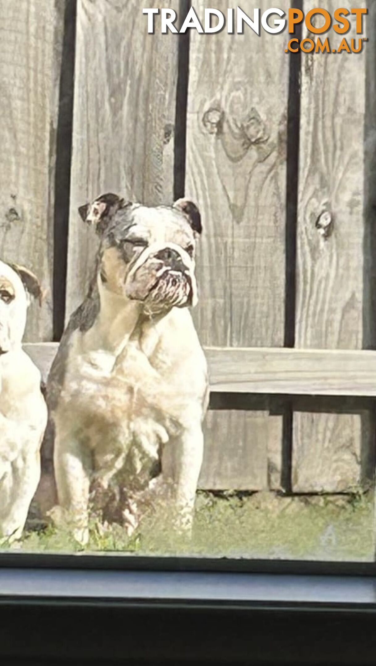 Blue Tri Merle Bulldog