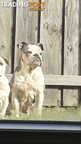 Blue Tri Merle Bulldog