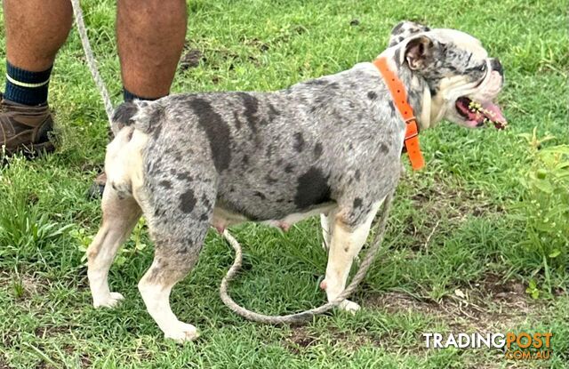 Blue Tri Merle Bulldog