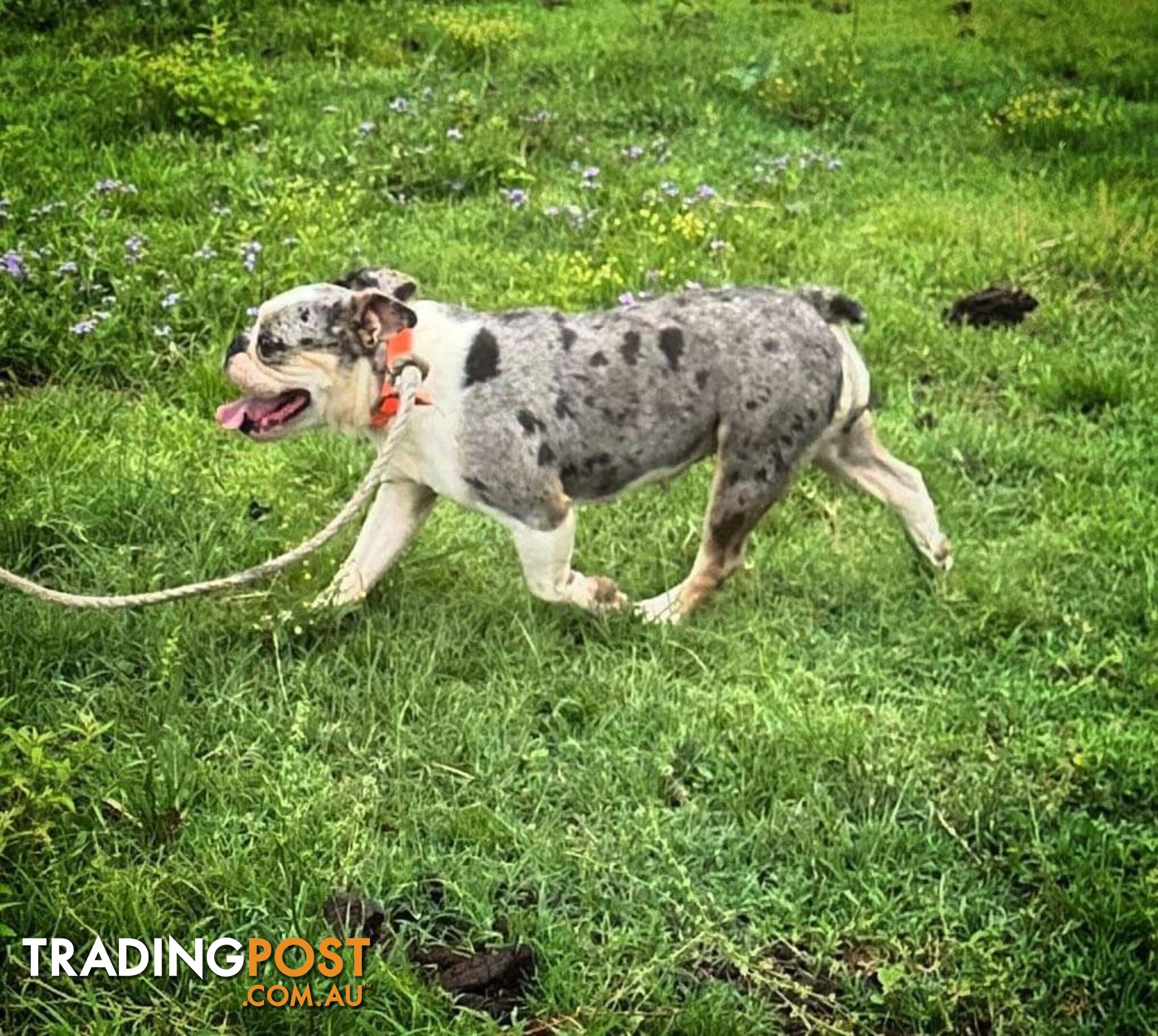 Blue Tri Merle Bulldog