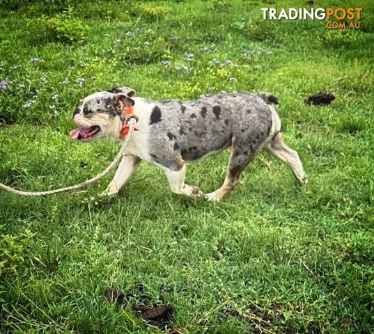 Blue Tri Merle Bulldog