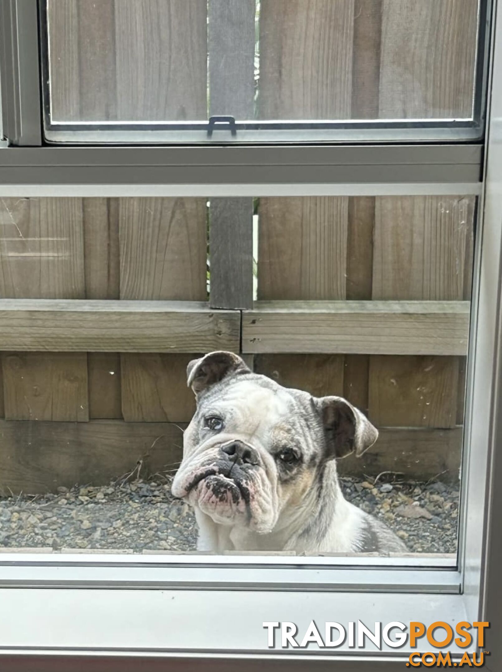 Blue Tri Merle Bulldog