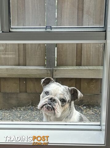 Blue Tri Merle Bulldog