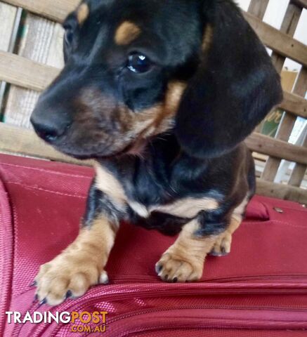 Adorable miniature Dachshund puppies ready NOW!!! ONLY 2x Females left