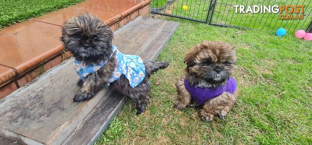 Gorgeous female Shoodle (Shih Tzu x toy poodle) puppies DNA tested and therapy training
