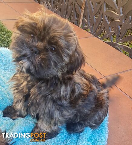 Gorgeous female Shoodle (Shih Tzu x toy poodle) puppies DNA tested and therapy training