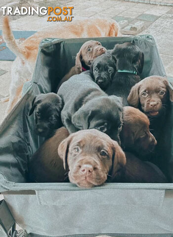 Gorgeous & lovely purebred Labrador puppies