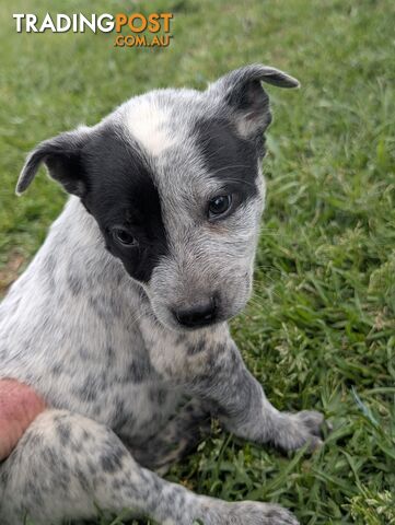 Blue Cattle Dog Pups