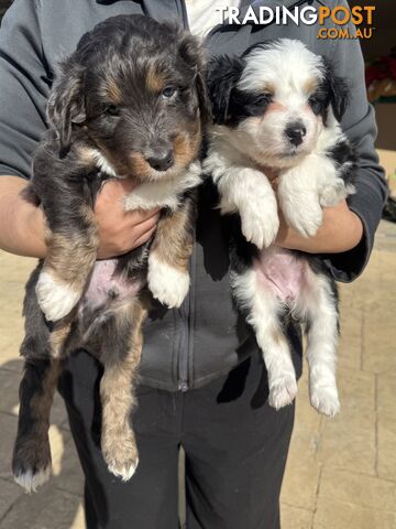 Border Collie X Pups - 1 male, 1 Female