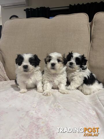 7 GORGEOUS MALTESE X SHIHTZU PUPPIES