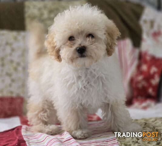 STUNNING MOODLE X TOY POODLE PUPPIES