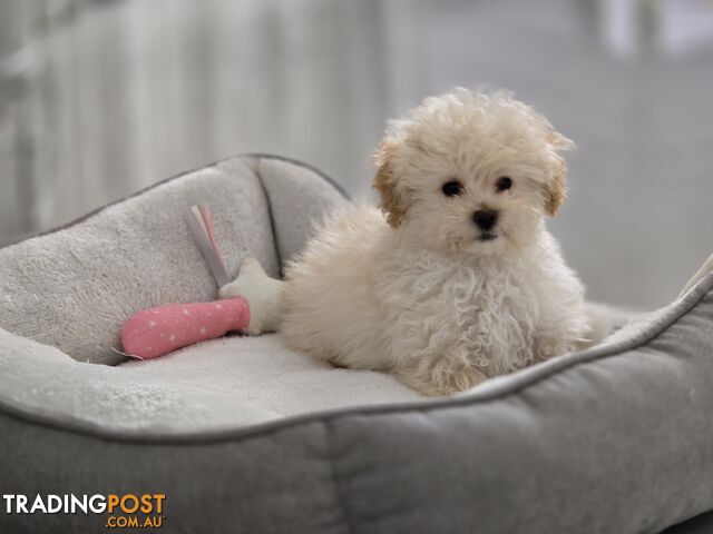 STUNNING MOODLE X TOY POODLE PUPPIES