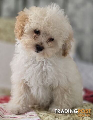 STUNNING MOODLE X TOY POODLE PUPPIES