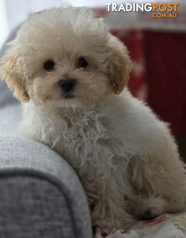 STUNNING MOODLE X TOY POODLE PUPPIES