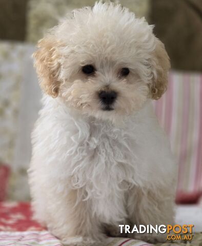 STUNNING MOODLE X TOY POODLE PUPPIES