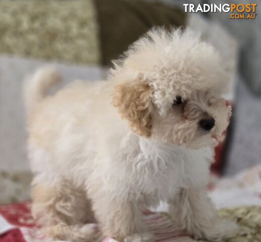 STUNNING MOODLE X TOY POODLE PUPPIES