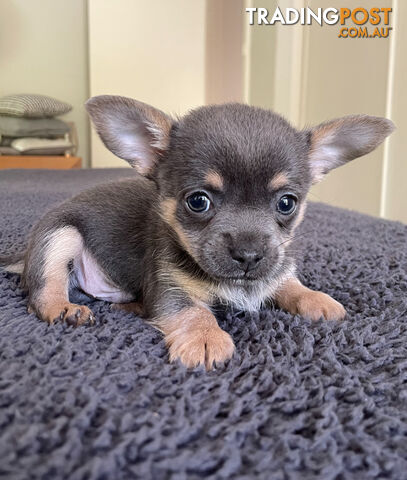 Purebred Chihuahua Puppies