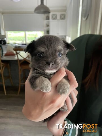 Purebred Chihuahua Puppies