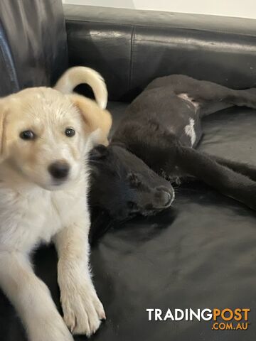 Kelpie x Maremma Puppies for Sale