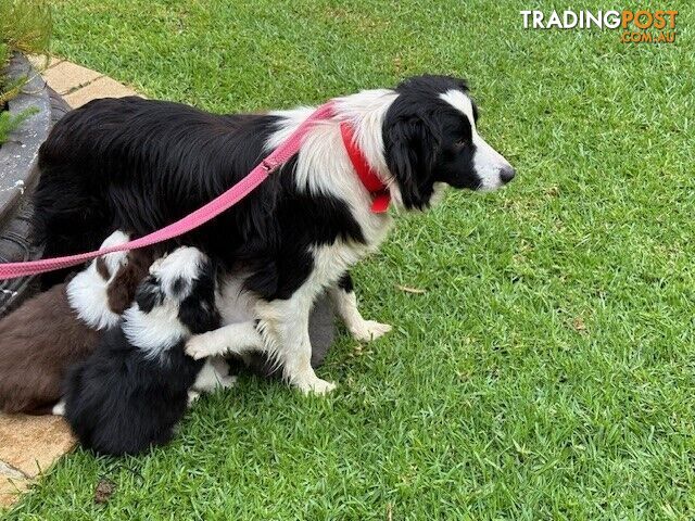 PURE BRED BORDER COLLIE PUPPIES