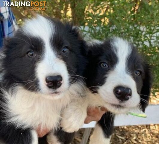 PURE BRED BORDER COLLIE PUPPIES - READY NOW