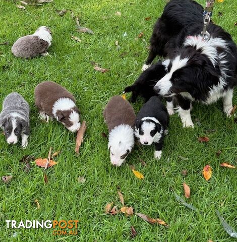PURE BRED LONG HAIRED BORDER COLLIE PUPPIES