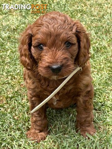 MINITURE CAVOODLE PUPPIES