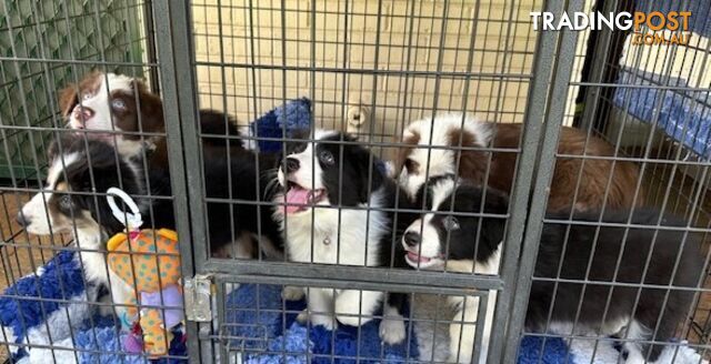 BORDER COLLIE PUPPIES