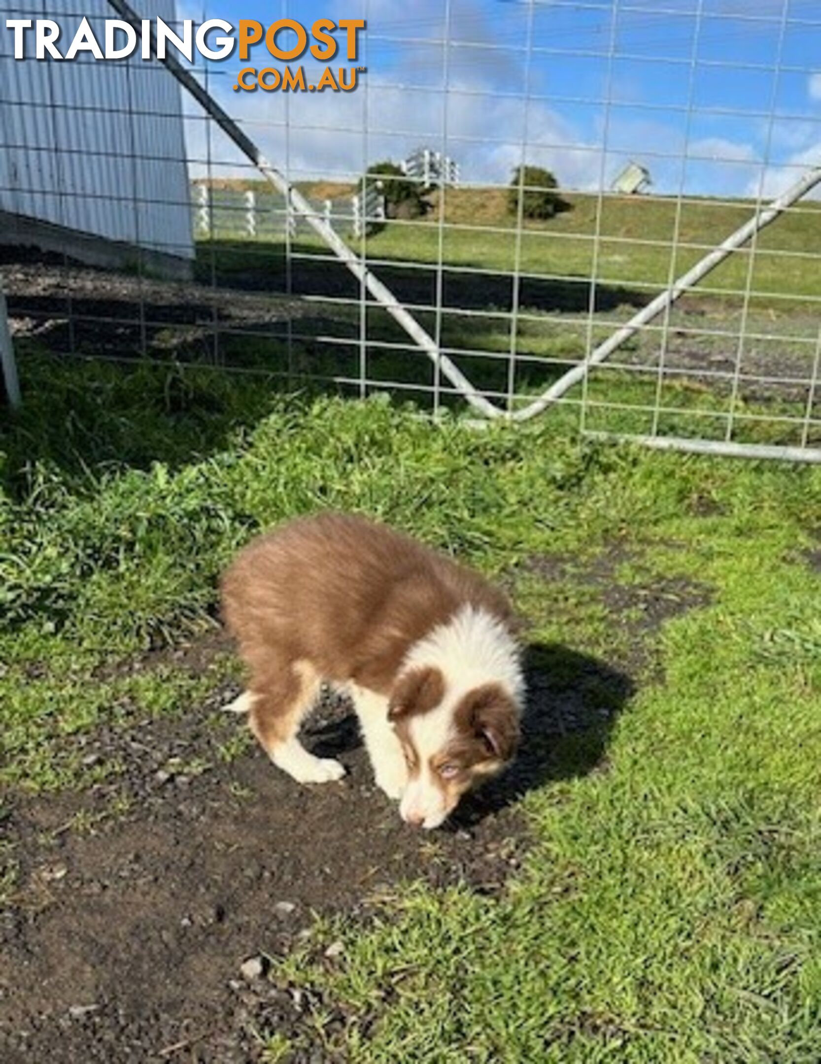 PURE BRED LONG HAIRED BORDER COLLIE PUPPIES - 2 left