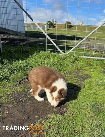 PURE BRED LONG HAIRED BORDER COLLIE PUPPIES - 2 left