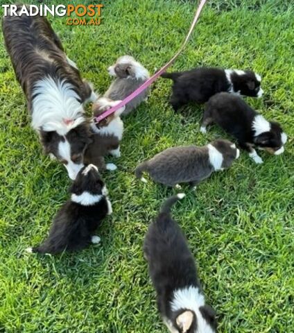 PURE BRED LONG HAIRED BORDER COLLIE PUPPIES - 2 left