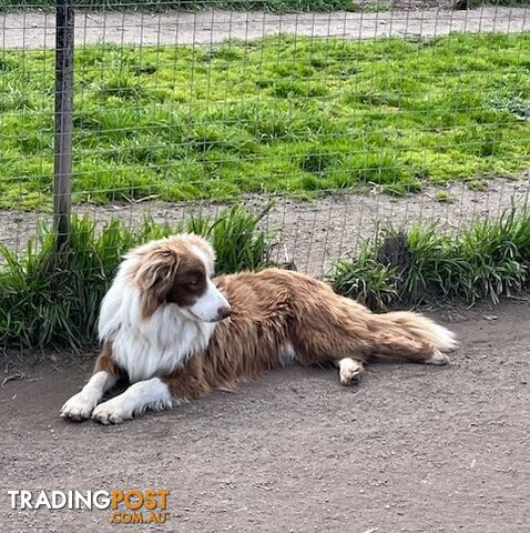 PURE BRED LONG HAIRED BORDER COLLIE PUPPIES - 2 left