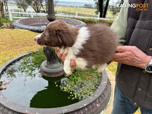 PURE BRED LONG HAIRED BORDER COLLIE PUPPIES - 2 left