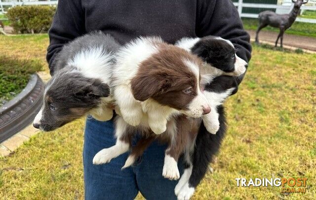 PURE BRED LONG HAIRED BORDER COLLIE PUPPIES - 2 left