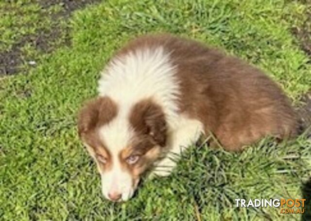 PURE BRED LONG HAIRED BORDER COLLIE PUPPIES - 2 left