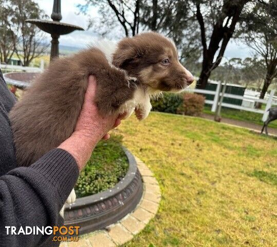 PURE BRED LONG HAIRED BORDER COLLIE PUPPIES - 2 left