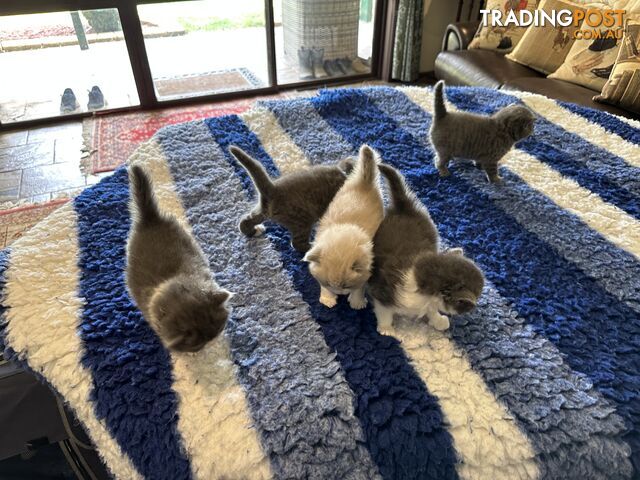 BRITISH SHORTHAIR KITTENS