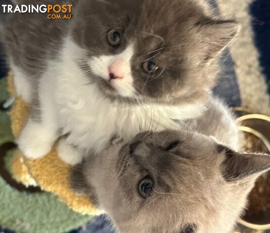 BRITISH SHORTHAIR KITTENS