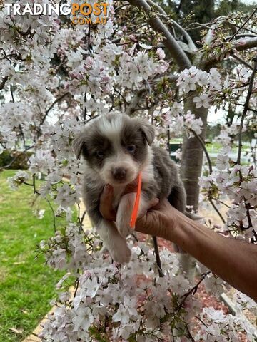 PURE BRED LONG HAIRED BORDER COLLIE PUPPIES