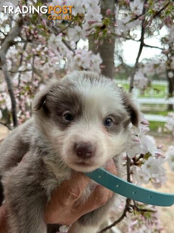 PURE BRED LONG HAIRED BORDER COLLIE PUPPIES